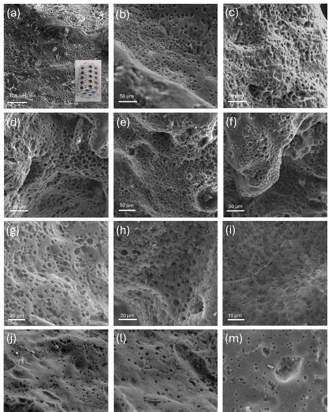 Figura 7. Microscopia reproduzida do manuscrito, figuras 6 (p. 20) e 7 (p. 22). As imagens evidenciam superfícies em diferentes