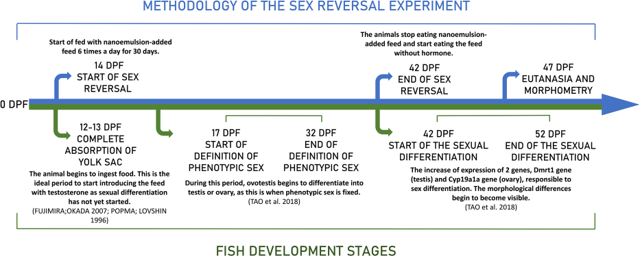 Fig. 1   The scheme of experimental design to induce sex reversal related to fish (Oreochromis niloticus) development stages