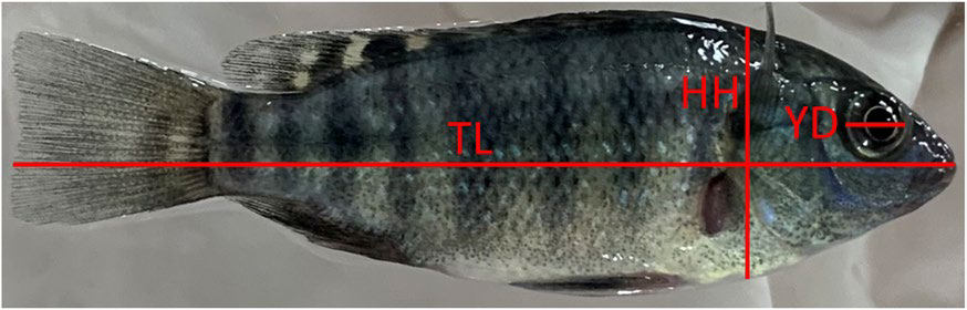 Fig. 1   The scheme of experimental design to induce sex reversal related to fish (Oreochromis niloticus) development stages