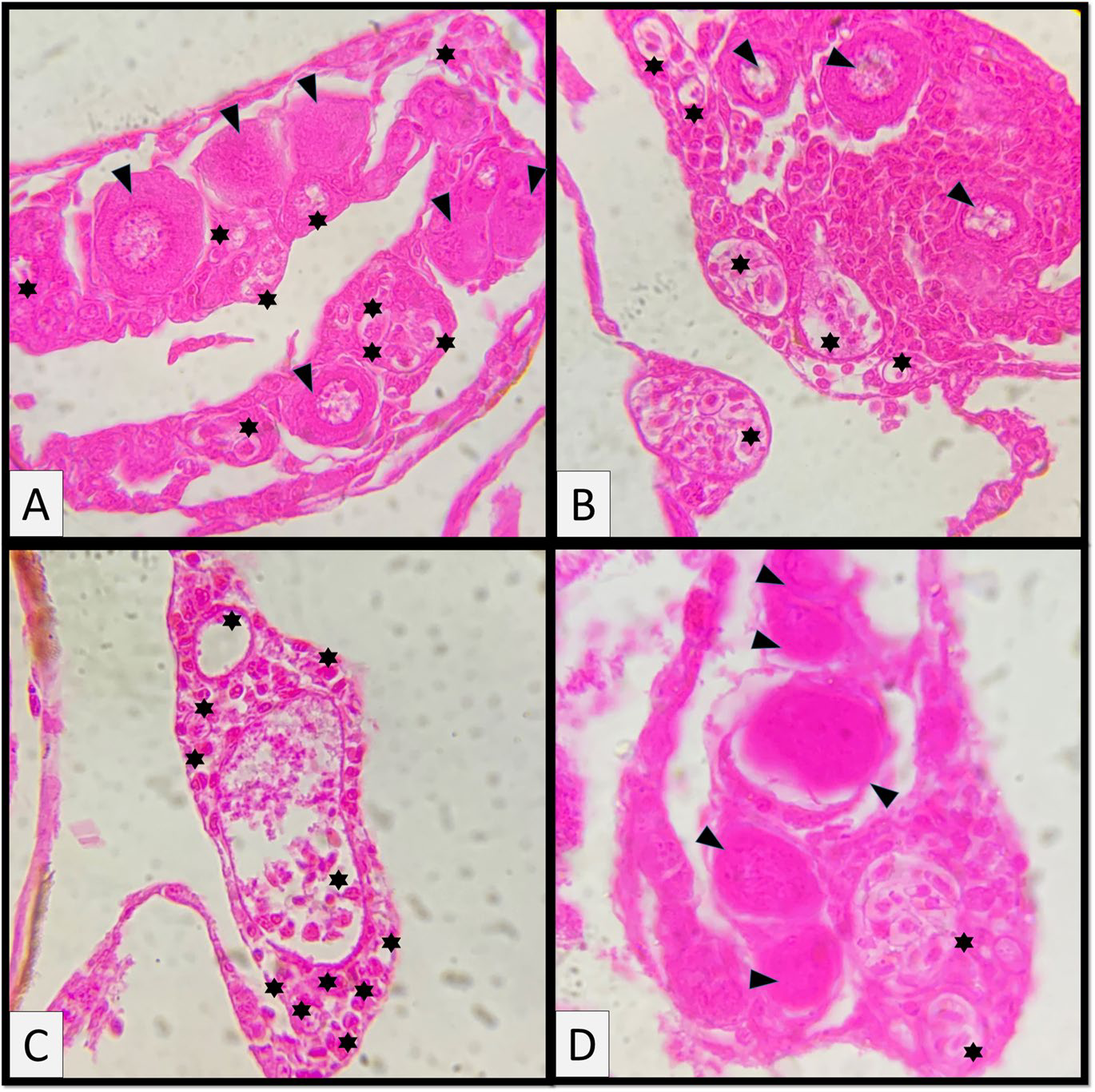 Fig. 3   Typical histologi-
