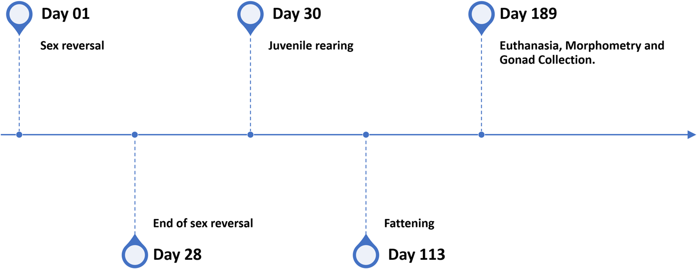 Fig. 1    Timeline of the experiment with tilapia, with day 1 being the beginning of feeding for sexual reversal